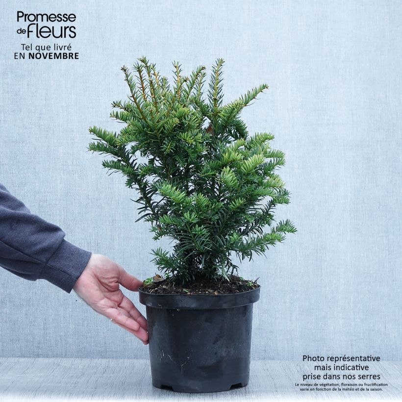 Ejemplar de Tejo Kupfergold - Taxus baccata Maceta 4L/5L entregado en otoño