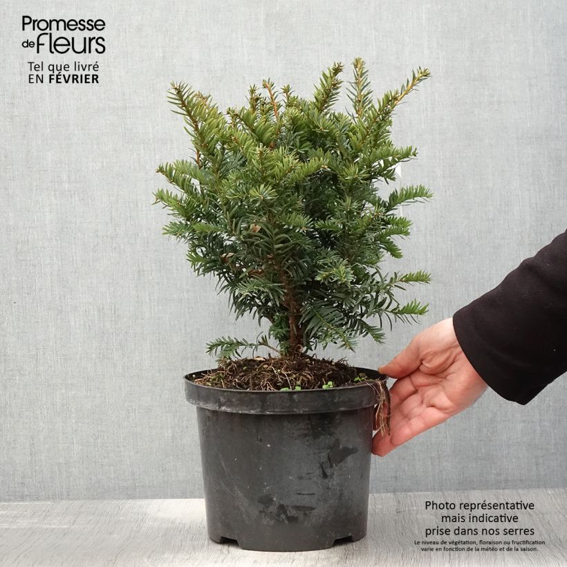 Tejo Kupfergold - Taxus baccata Maceta 4L/5L Ejemplar entregado en invierno
