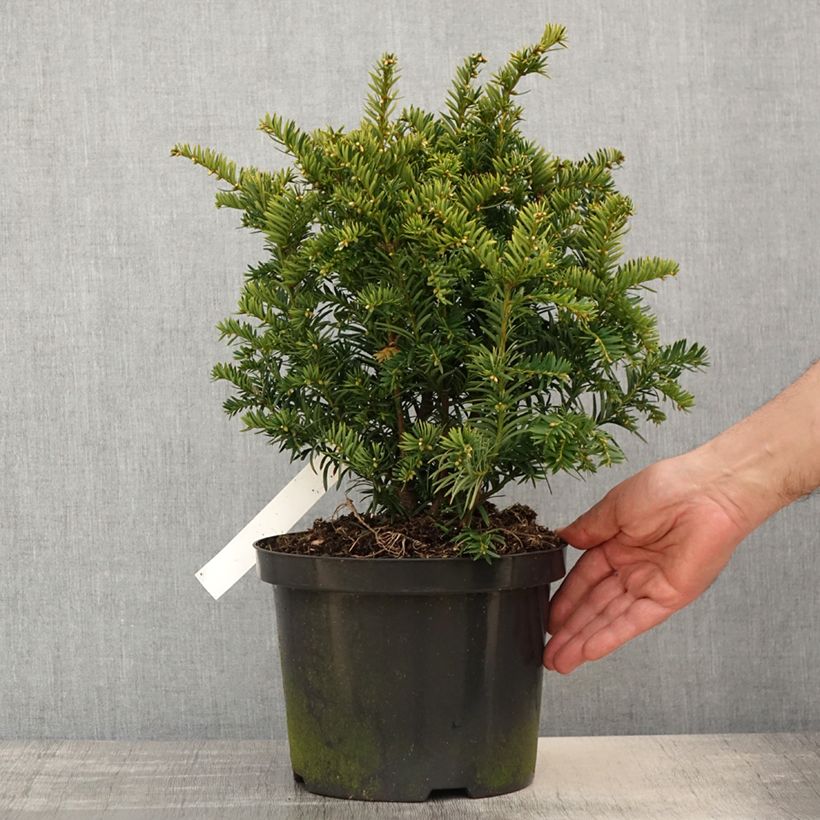 Tejo Kupfergold - Taxus baccata Maceta 4L/5L Ejemplar entregado en la primavera