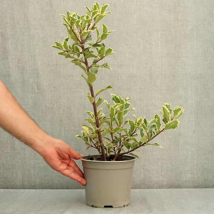 Ejemplar de Ilex aquifolium Handsworth New Silver - Acebo Maceta 3L/4L entregado en verano