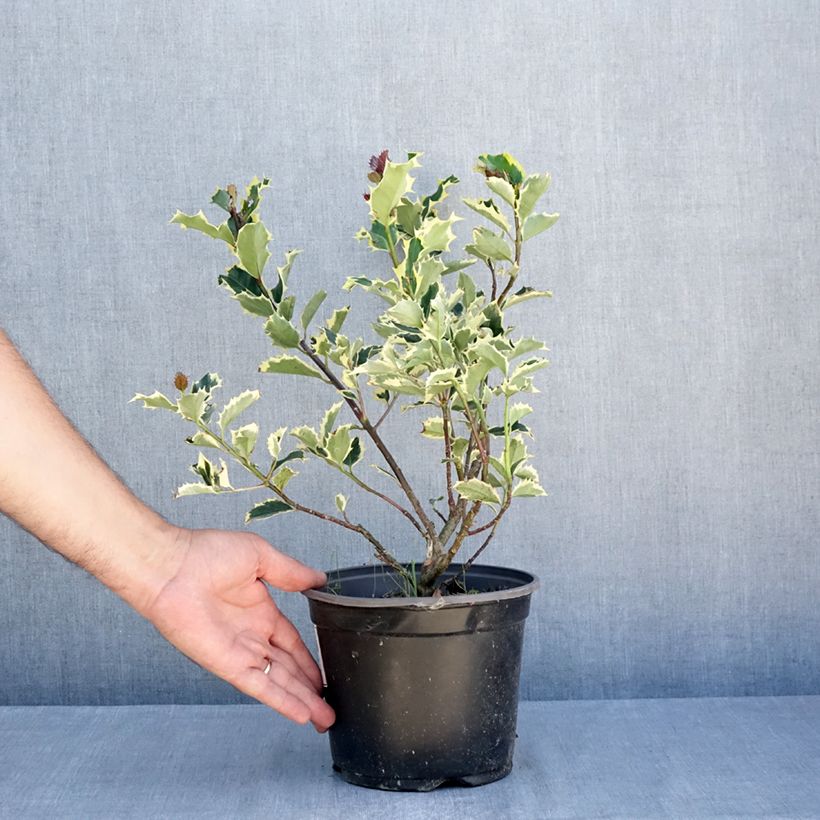 Ejemplar de Acebo Madame Briot - Ilex aquifolium Maceta 3L/4L entregado en verano