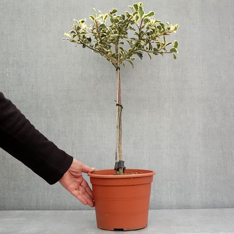 Acebo Silver Queen - Ilex aquifolium Maceta 4L/5L Ejemplar entregado en invierno