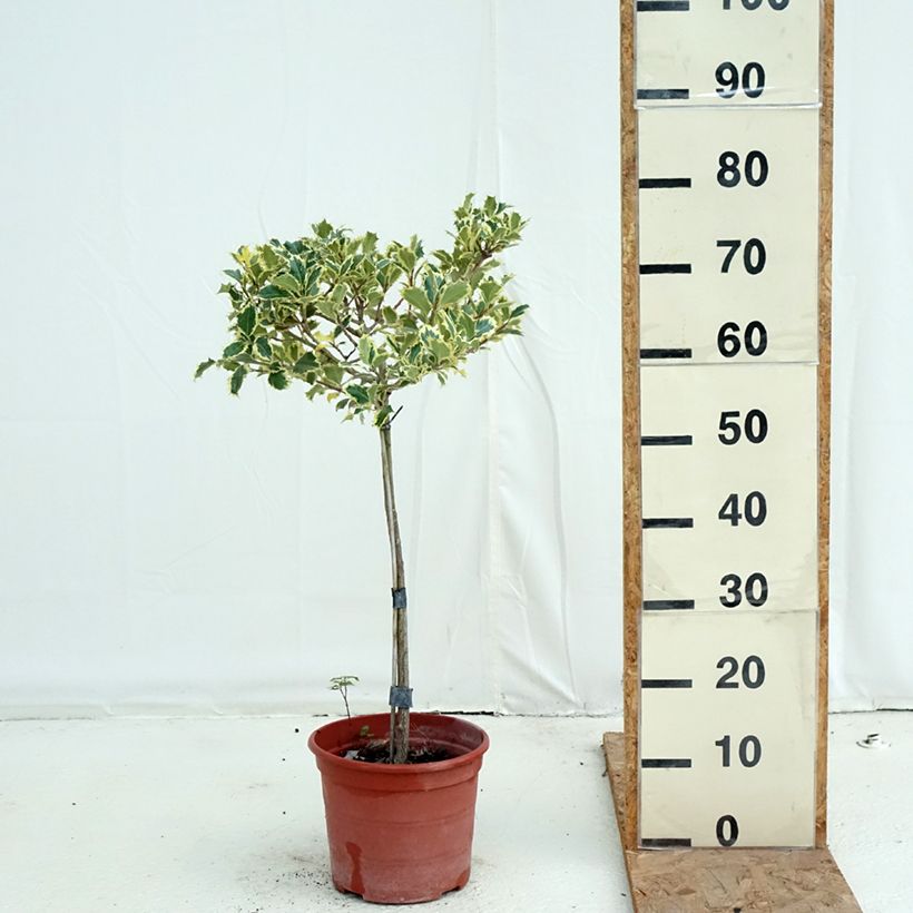 Ejemplar de Acebo Silver Queen - Ilex aquifolium Maceta 4L/5L, Tallo entregado en otoño