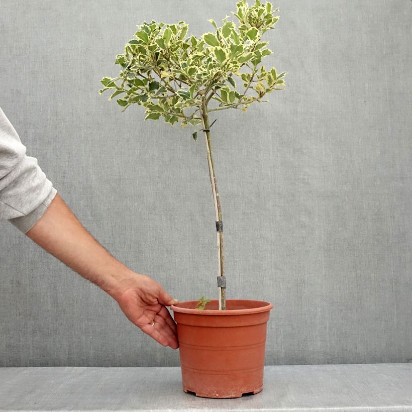 Ejemplar de Acebo Silver Queen - Ilex aquifolium Maceta 4L/5L, Tallo entregado en verano