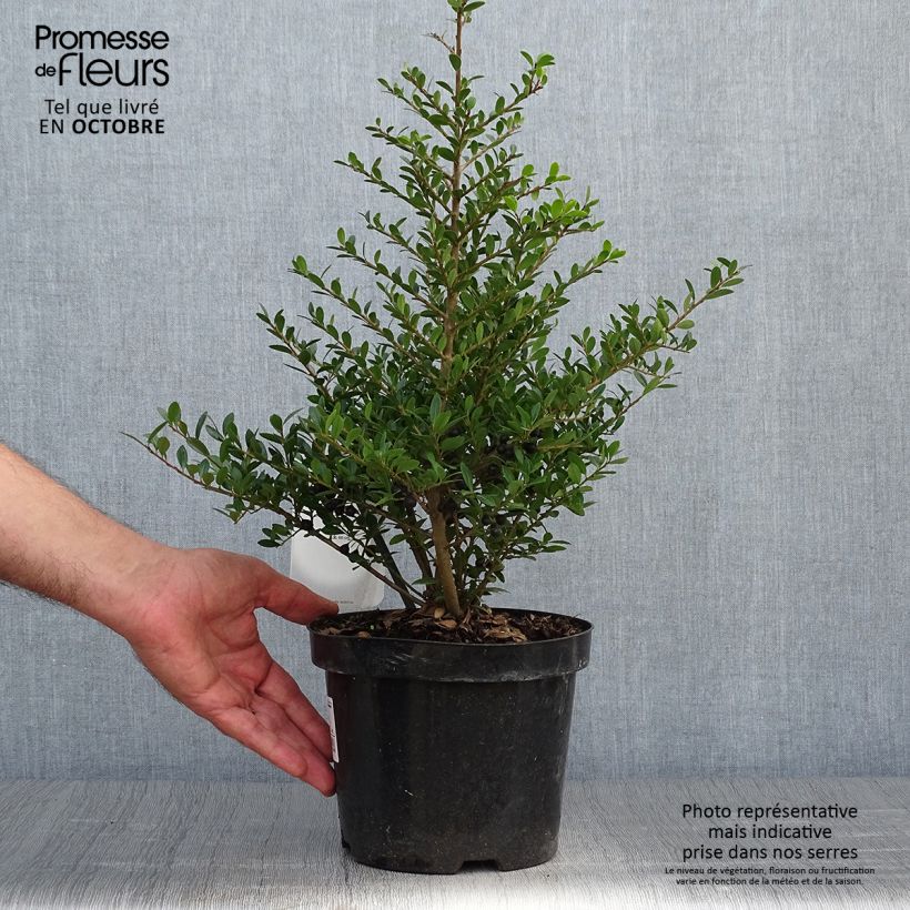 Ejemplar de Acebo japonés Stokes - Ilex crenata Maceta 2L/3L entregado en otoño