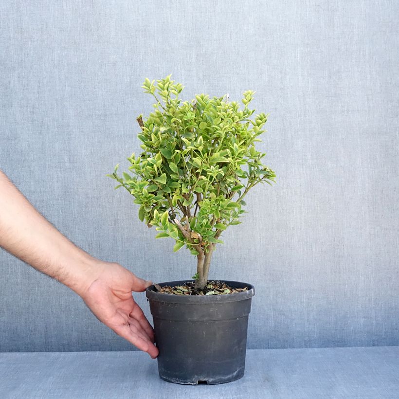 Ejemplar de Ilex maximowicziana Kanehirae - Acebo Maceta 3L/4L entregado en verano