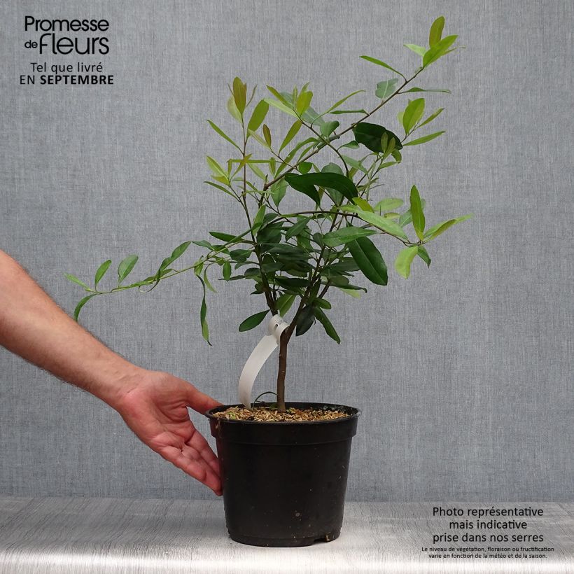 Ejemplar de Yerba mate - Ilex paraguariensis Maceta 3L/4L entregado en otoño