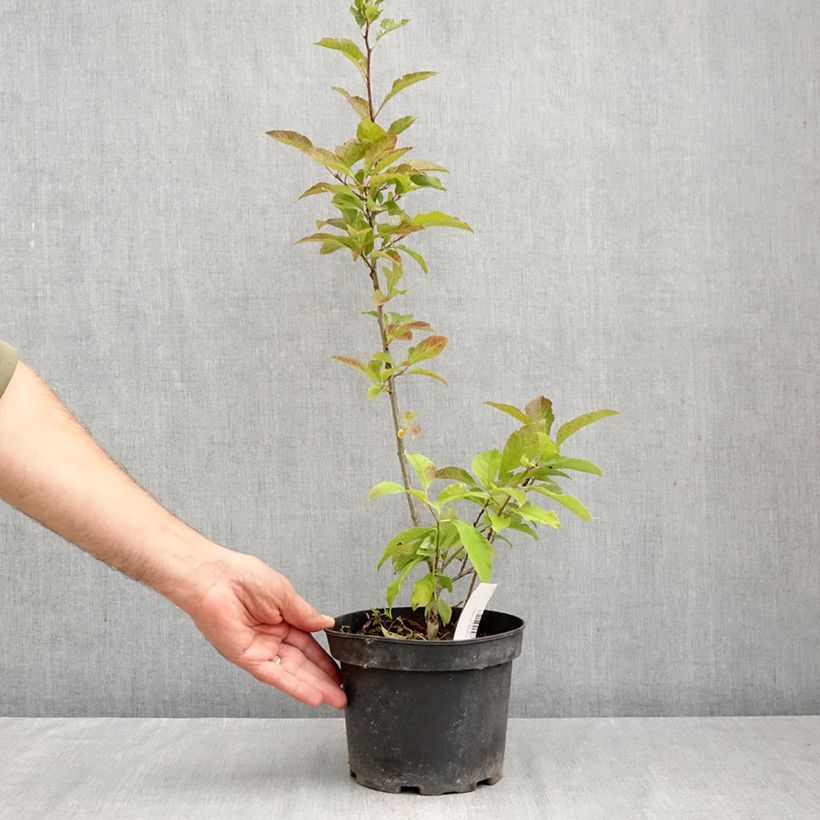 Ejemplar de Ilex verticillata - Acebo Maceta 3L/4L entregado en otoño
