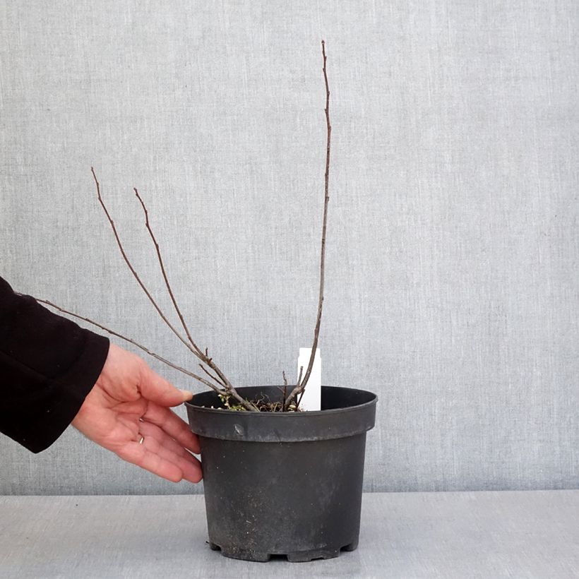 Ilex verticillata - Acebo Maceta 3L/4L Ejemplar entregado en la primavera