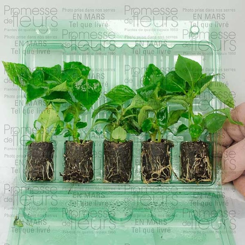 Ejemplo de ejemplar de Impatiens Double Walleriana saumon - Alegría minicepellón: Ø 3/4 cm tal y como se entrega