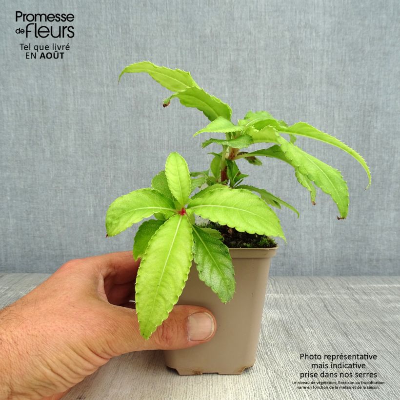 Ejemplar de Impatiens omeiana Ice Storm Maceta de 8/9 cm entregado en verano