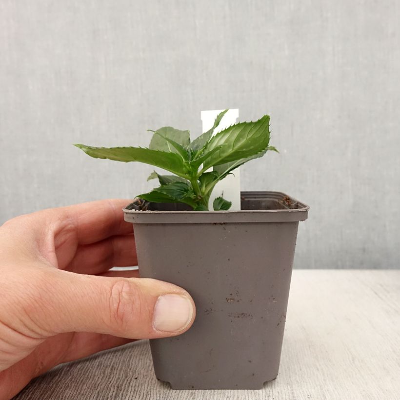 Alegría de la casa SunPatiens compacta blanca - Impatiens Maceta de 8/9 cm Ejemplar entregado en la primavera