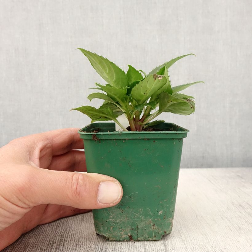Impatiens Sunpatiens Compact Electric Orange - Alegría Maceta de 8/9 cm Ejemplar entregado en la primavera