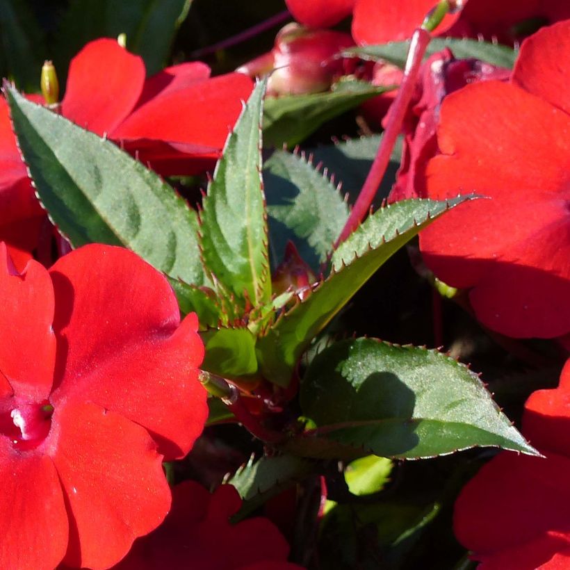 Impatiens Sunpatiens Compact Red - Alegría (Follaje)