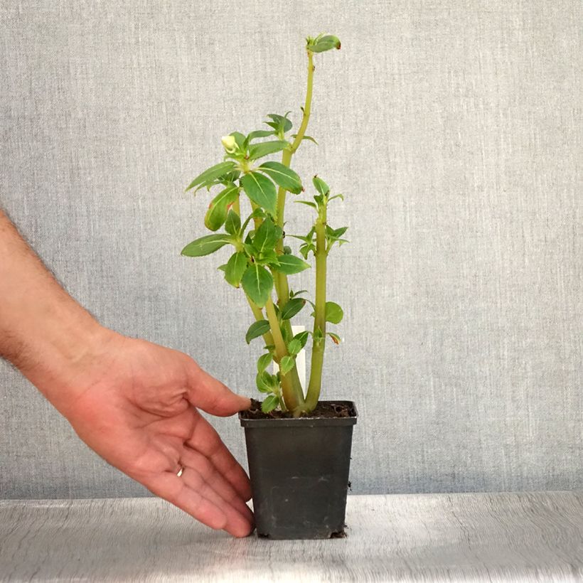 Ejemplar de Impatiens SunPatiens Vigorous Clear White - Alegría Maceta de 8/9 cm entregado en verano