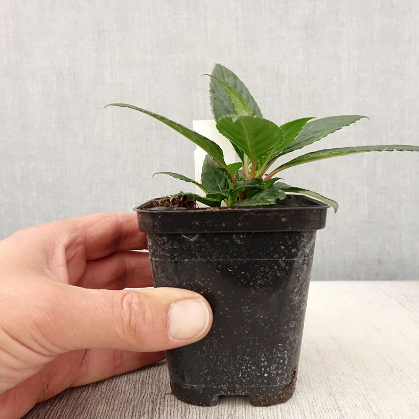 Impatiens SunPatiens Vigorous Orange Improved - Alegría Maceta de 8/9 cm Ejemplar entregado en la primavera