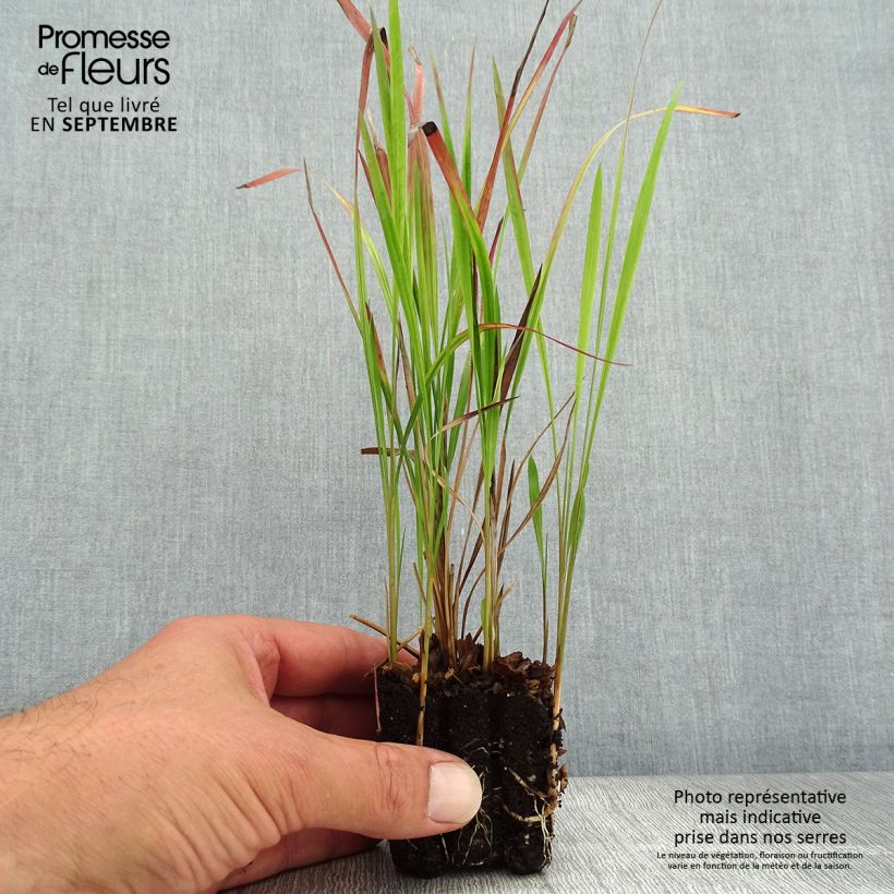 Ejemplar de Imperata cylindrica Red Baron minicepellón: Ø 3/4 cm entregado en otoño