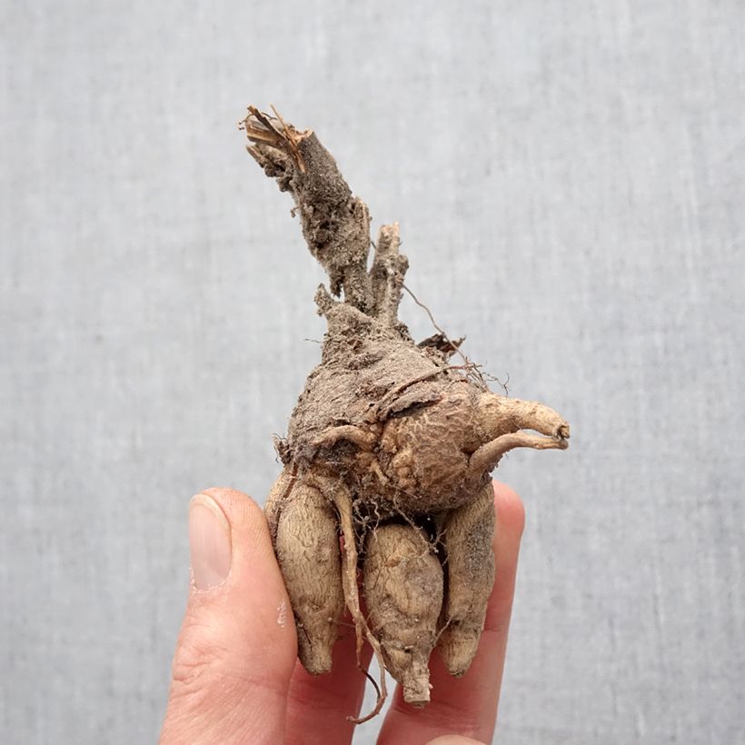 Incarvillea delavayi Bulbo calibre I Ejemplar entregado en la primavera