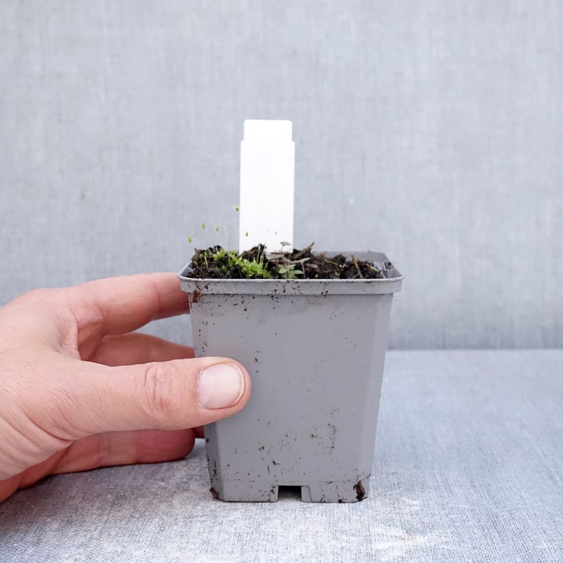 Incarvillea delavayi Maceta de 8/9 cm calibre I Ejemplar entregado en la primavera