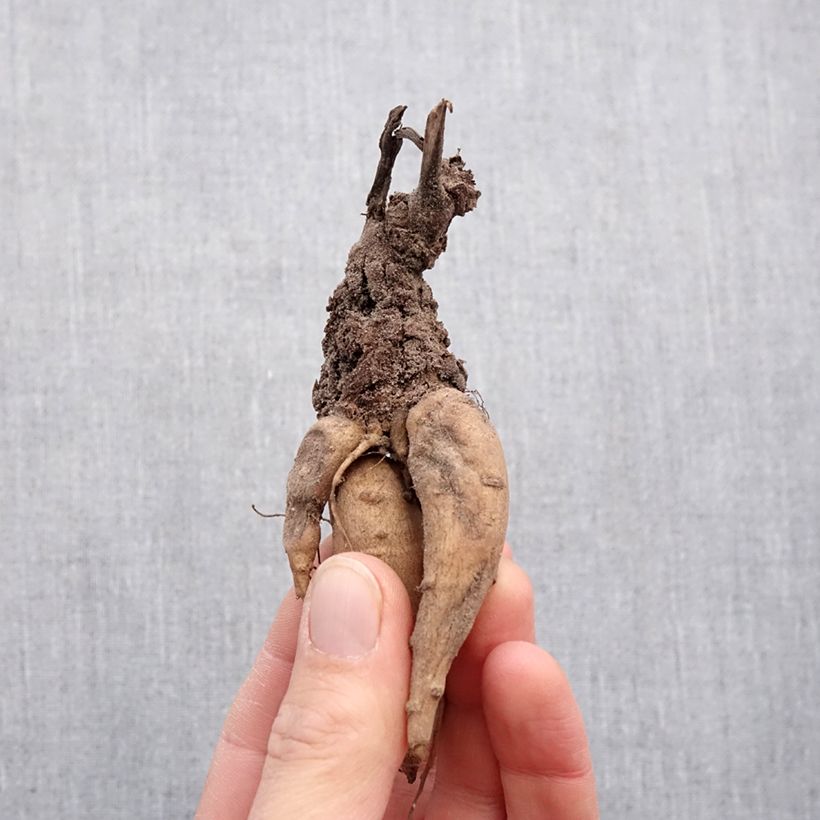 Incarvillea delavayi Snowtop Bulbo calibre I Ejemplar entregado en la primavera