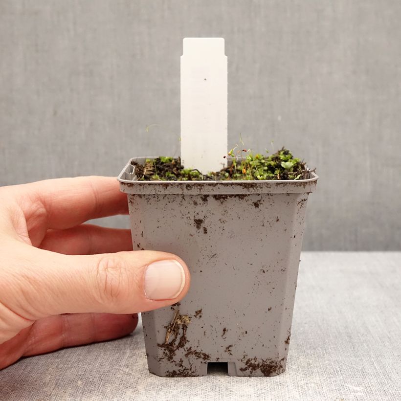 Incarvillea delavayi Snowtop Maceta de 8/9 cm calibre I Ejemplar entregado en invierno