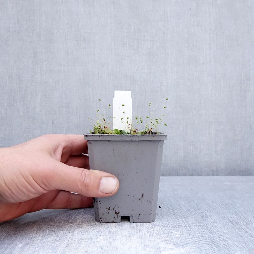 Incarvillea delavayi Snowtop Maceta de 8/9 cm calibre I Ejemplar entregado en la primavera