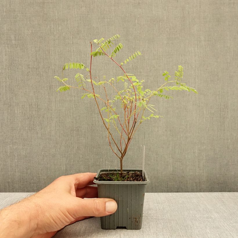Ejemplar de Indigofera heterantha - Indigo del Himalaya Maceta de 8/9 cm entregado en otoño