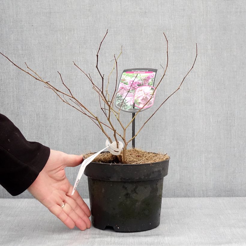 Indigofera kirilowii - Indigo de Kirilow Maceta 2L/3L Ejemplar entregado en invierno