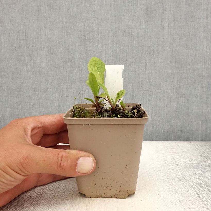 Ejemplar de Inula orientalis Maceta de 8/9 cm entregado en verano