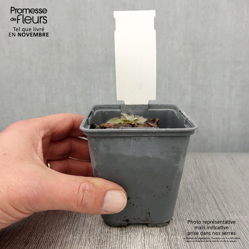 Ejemplar de Inula rhizocephala Maceta de 8/9 cm entregado en otoño