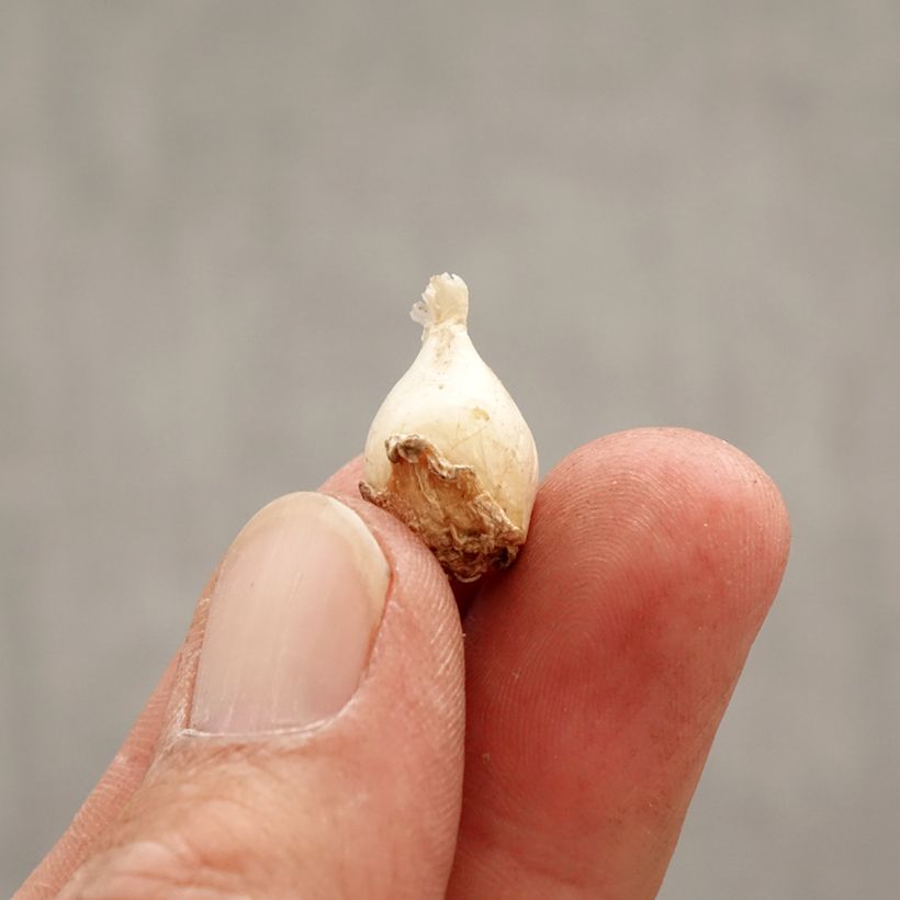 Ipheion uniflorum Froyle Mill Bulbo calibre I Ejemplar entregado en la primavera