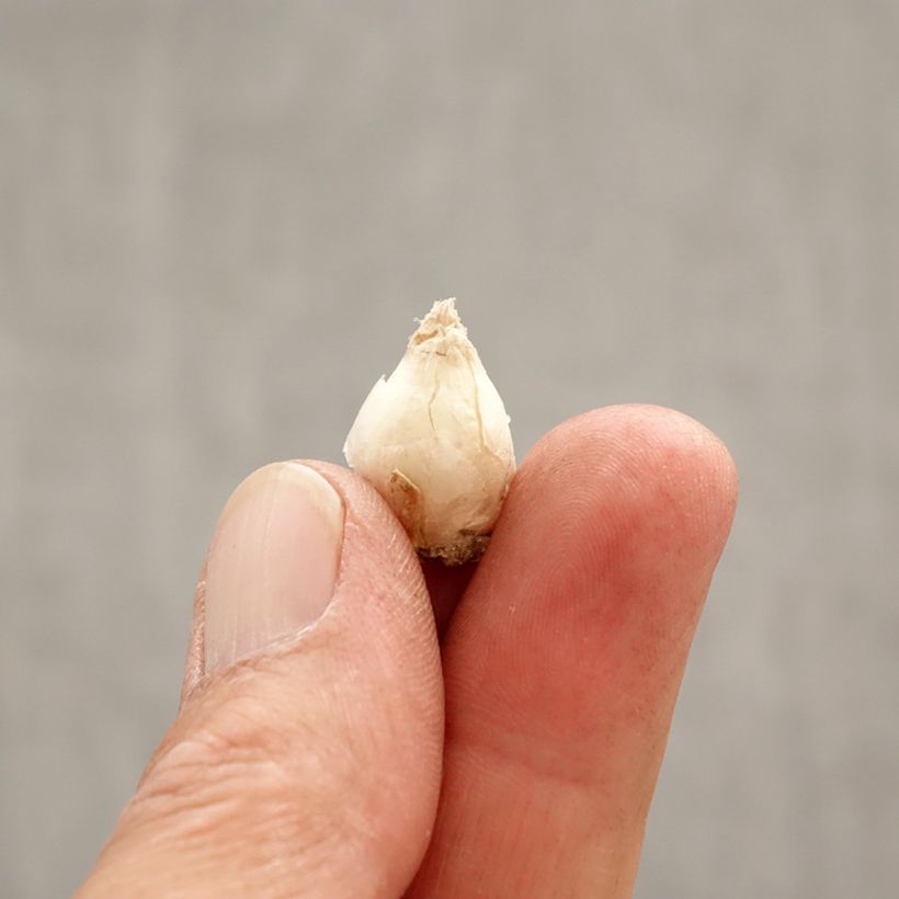 Ipheion uniflorum Jessie Bulbo calibre I Ejemplar entregado en la primavera