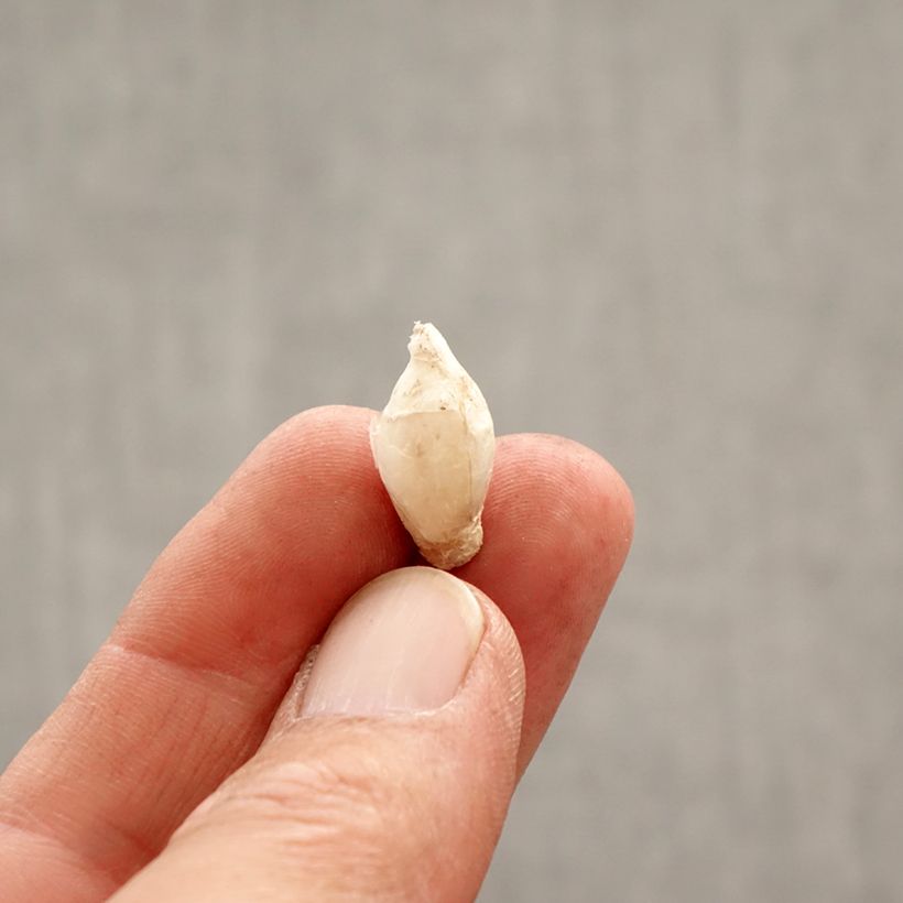 Ipheion uniflorum Tessa Bulbo calibre 4+ Ejemplar entregado en la primavera