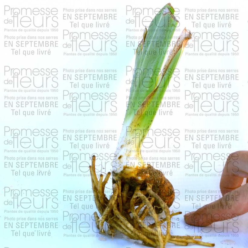 Ejemplo de ejemplar de Iris germanica Raspberry Wine Maceta de 8/9 cm tal y como se entrega