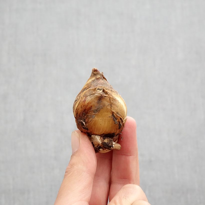 Ejemplar de Iris aucheri Bulbo calibre I entregado en otoño