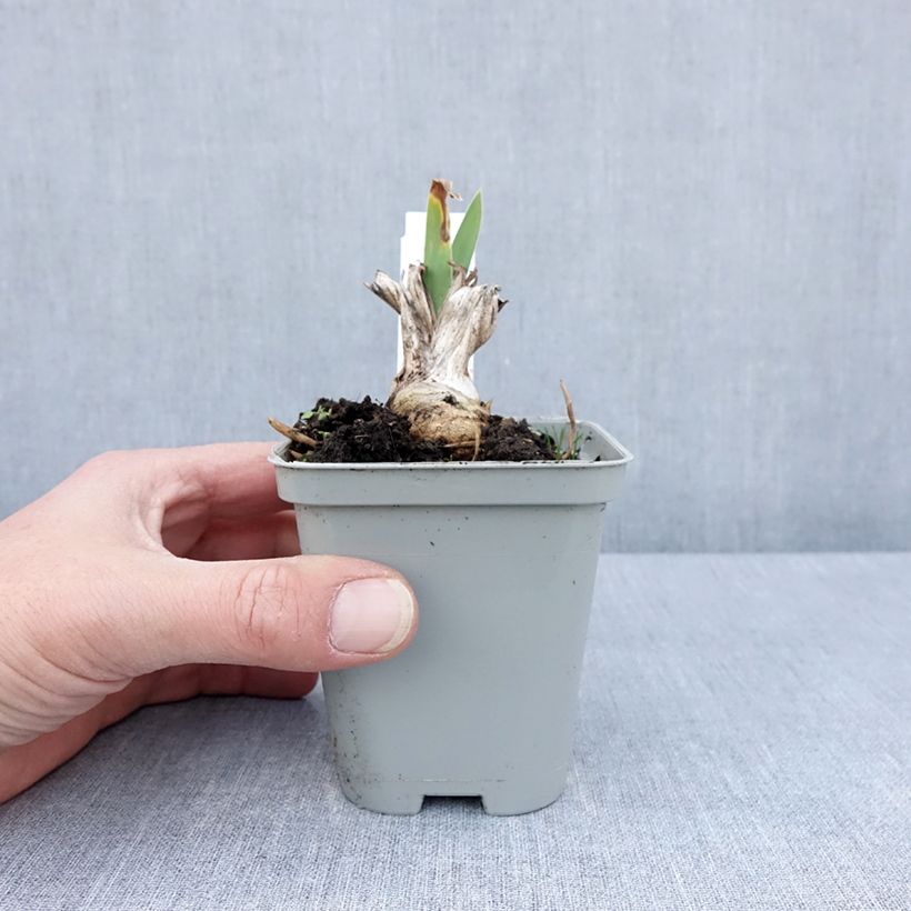 Iris Barbata-Media Bedtime Story Maceta de 8/9 cm Ejemplar entregado en la primavera