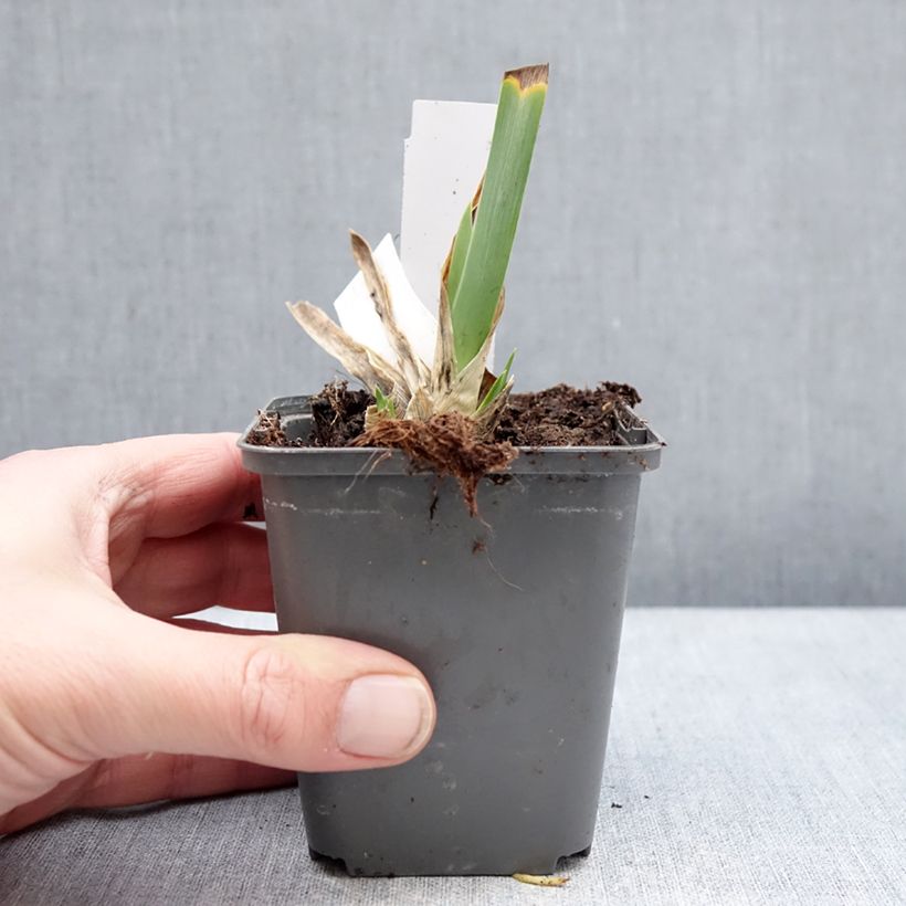 Iris germanica Big Blue Eyes Maceta de 8/9 cm Ejemplar entregado en invierno