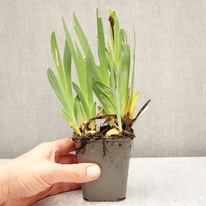 Iris germanica Big Blue Eyes Maceta de 8/9 cm Ejemplar entregado en la primavera