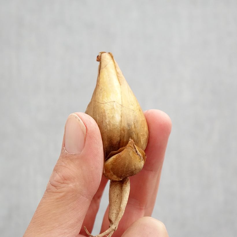 Ejemplar de Iris bucharica Bulbo calibre I entregado en otoño