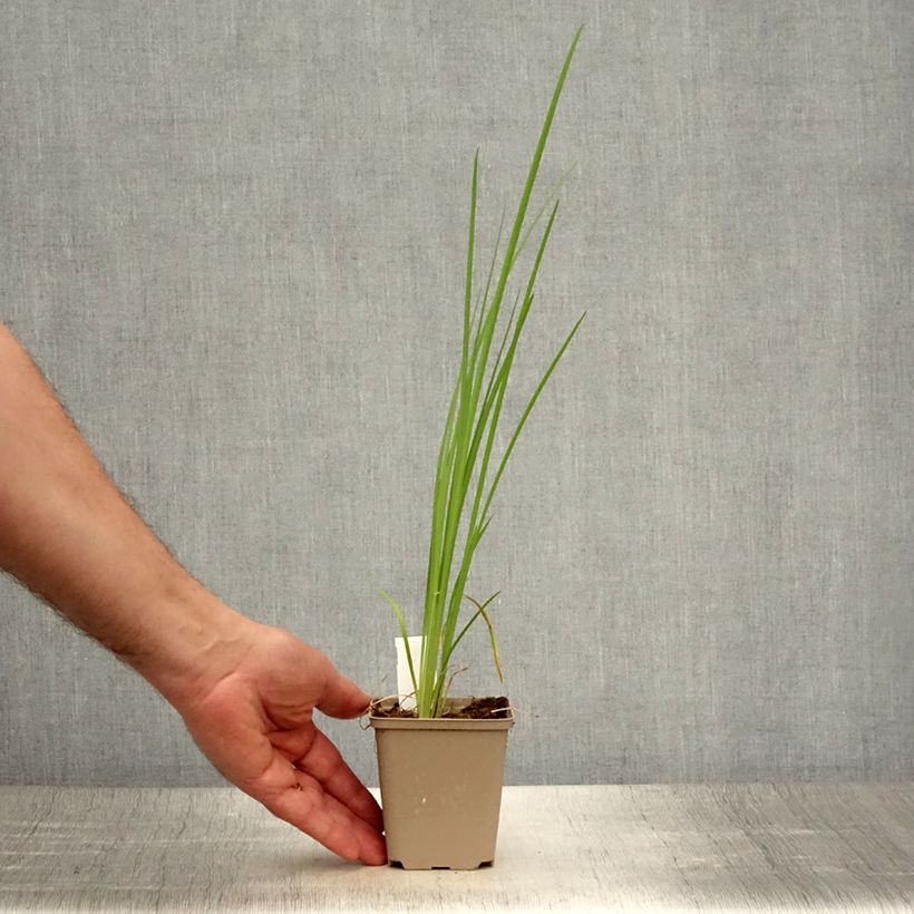 Ejemplar de Iris bulleyana Maceta de 8/9 cm entregado en verano