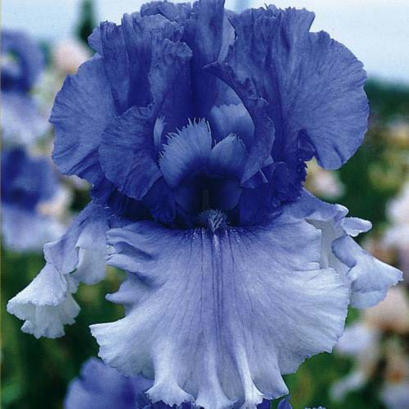 Iris germanica Cascade Springs - Lirio azul (Floración)