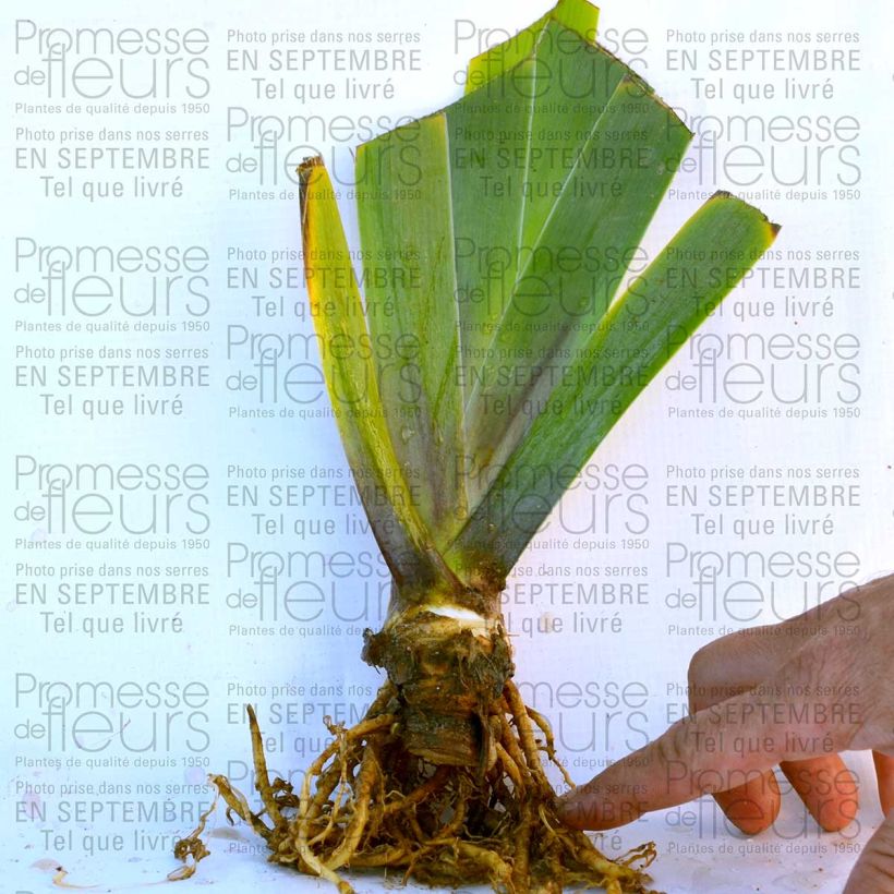 Ejemplo de ejemplar de Iris germanica Cascade Springs - Lirio azul Maceta de 8/9 cm tal y como se entrega