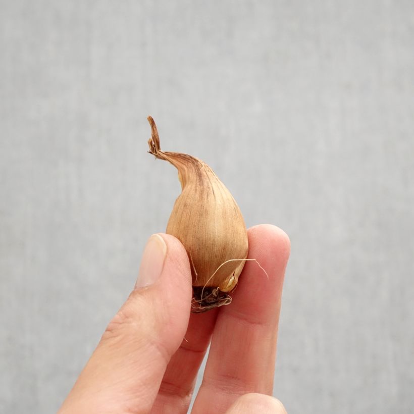 Ejemplar de Iris hollandica Bronze Queen - Iris de Holanda Bulbo calibre 8+ entregado en otoño