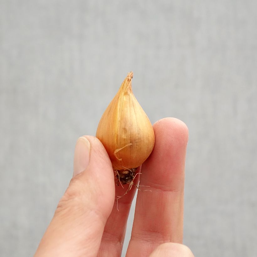 Ejemplar de Iris hollandica Mix - Iris de Holanda Bulbo calibre 9+ entregado en otoño