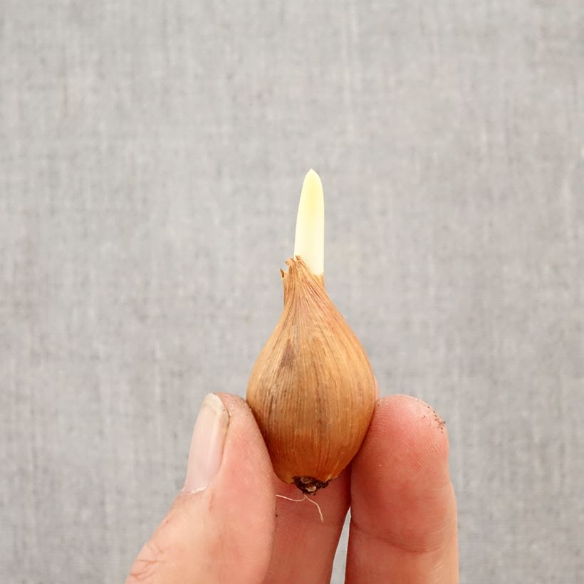 Iris hollandica HC van Vliet - Iris de Holanda Bulbo calibre 8+ Ejemplar entregado en la primavera