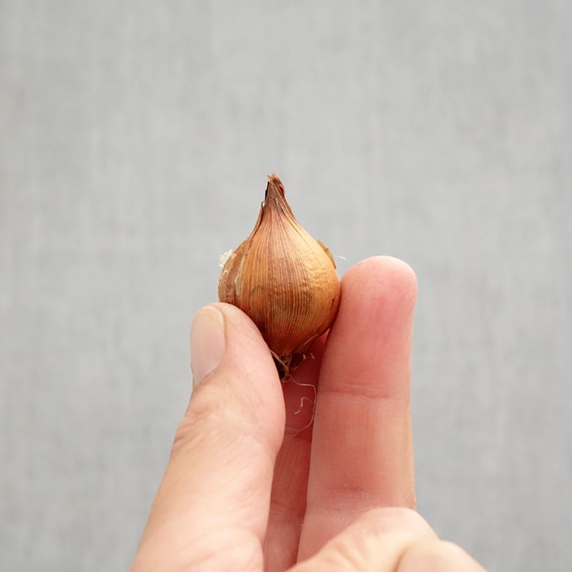 Ejemplar de Iris Hollandica Lion King - Iris de Holanda Bulbo calibre 7+ entregado en otoño