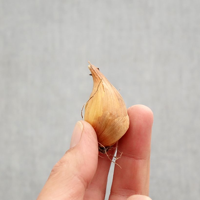 Ejemplar de Iris hollandica Professor Blaauw - Iris de Holanda Bulbo calibre 9 entregado en otoño