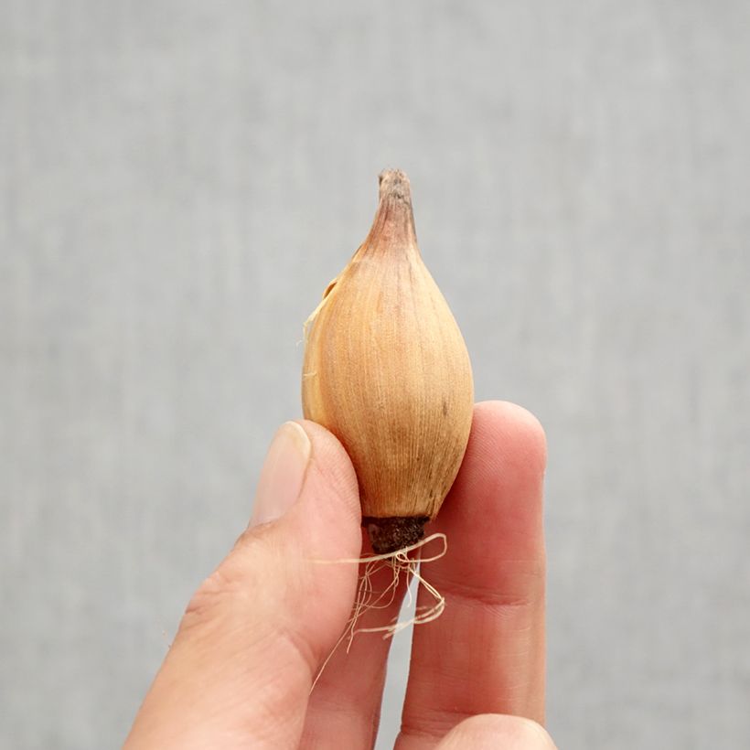 Ejemplar de Iris hollandica Red Ember - Iris de Holanda Bulbo calibre 8+ entregado en otoño