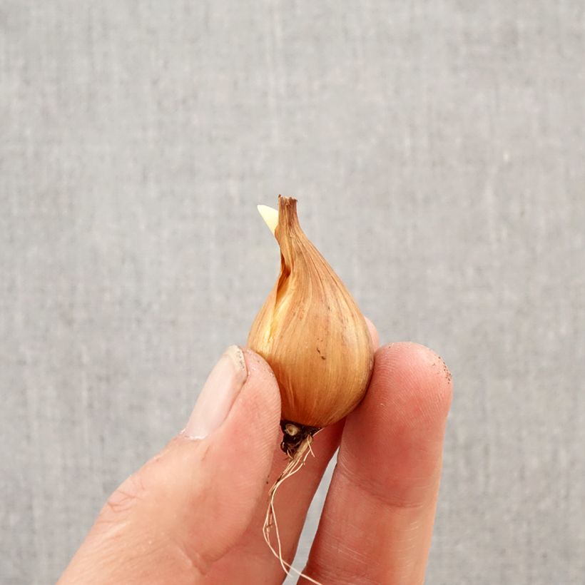 Iris hollandica Rosario - Iris de Holanda Bulbo calibre 8+ Ejemplar entregado en la primavera