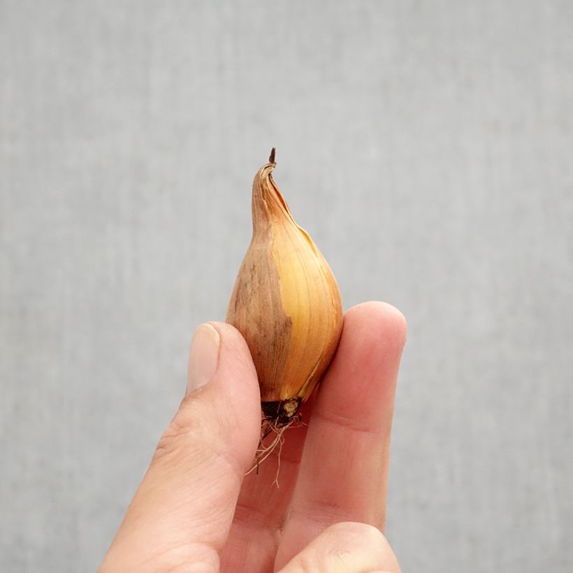 Ejemplar de Iris hollandica Royal Yellow - Iris de Holanda Bulbo calibre 8+ entregado en otoño